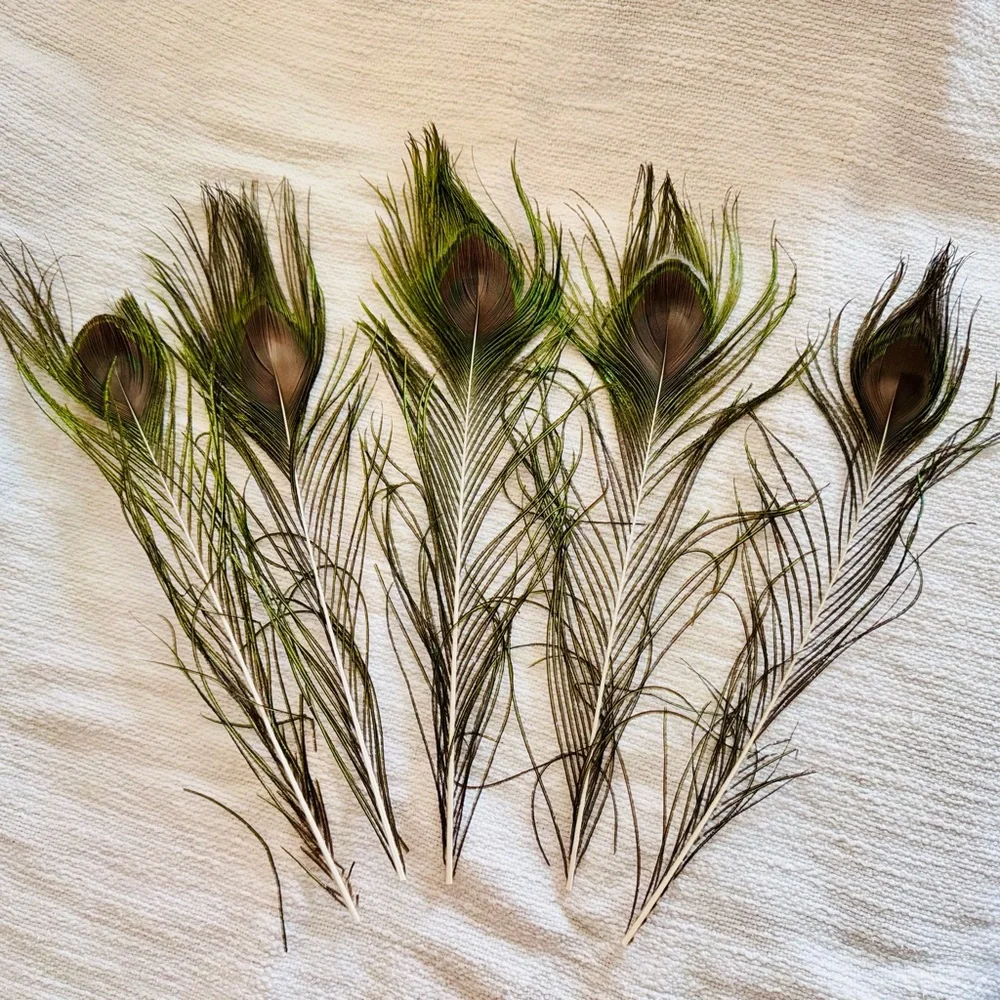 16” Big Eye Natural Peacock Feather Floral Home Decor & Arts Crafts 5 Feathers